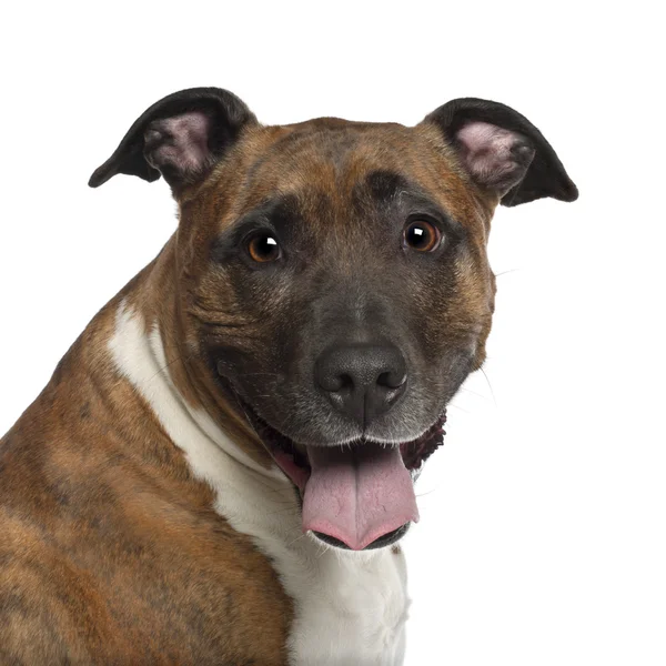 Retrato de American Staffordshire Terrier, 10 anos, em frente ao fundo branco — Fotografia de Stock