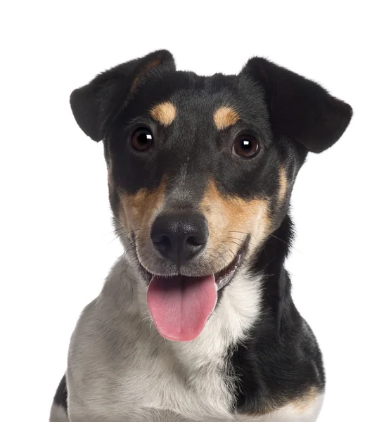 Retrato de Jack Russell Terrier, 7 meses, frente al fondo blanco — Foto de Stock