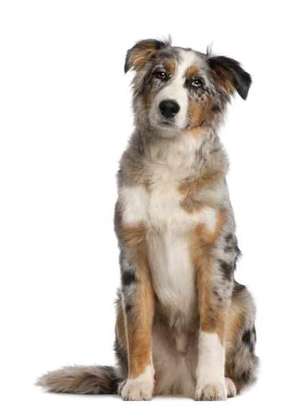 Porträt eines australischen Schäferhundes, fünfeinhalb Monate alt, vor weißem Hintergrund sitzend — Stockfoto