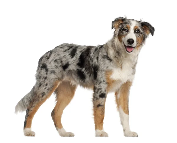Portrait of Australian Shepherd, 5 and a half months old, standing in front of white background — Stock Photo, Image