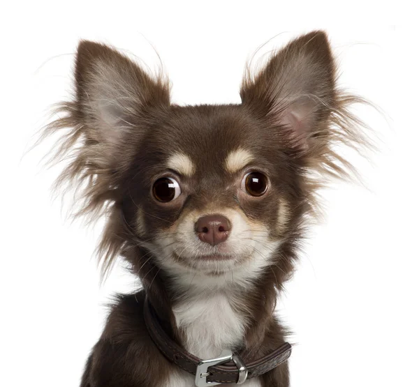 Ritratto di cucciolo di Chihuahua, 6 mesi, davanti allo sfondo bianco — Foto Stock