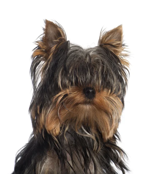 Portrait of Yorkshire Terrier puppy, 5 months old, in front of white background — Stock Photo, Image
