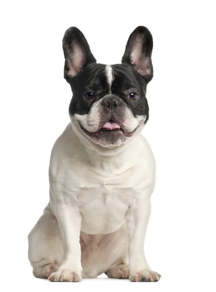 Retrato de Bulldog francés, 2 años, sentado frente al fondo blanco — Foto de Stock