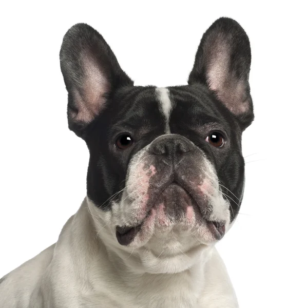 Porträtt av fransk bulldog, 2 år gammal, framför vit bakgrund — Stockfoto