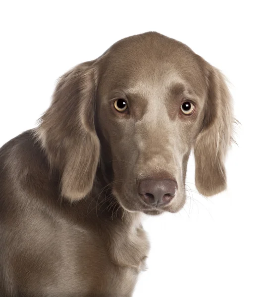 Portrait of Weimaraner, 8 months old, in front of white background — Stock Photo, Image