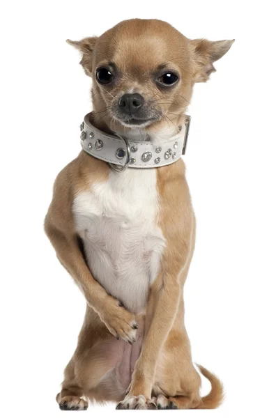 Chihuahua dragen kraag, 2 en een half jaar oud, zit op witte achtergrond Stockfoto