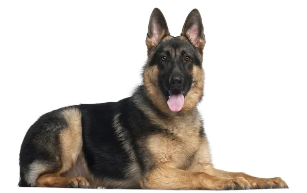 German Shepherd Dog, 8 months old, sitting in front of white background Royalty Free Stock Photos