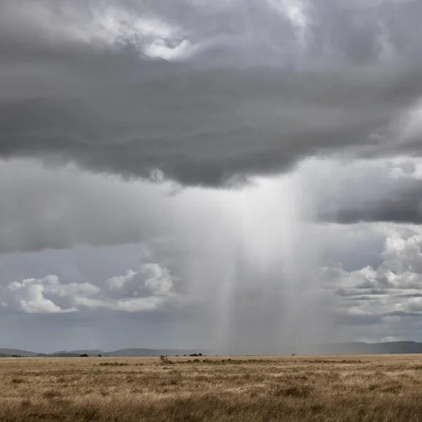 Cloud of rain sweeping the Savannah in Serengeti National Park o — Stock Photo, Image