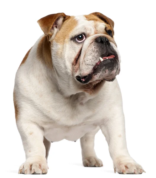 Bulldog inglese, 11 mesi, in piedi di fronte a sfondo bianco Immagine Stock