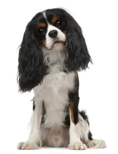 Cavalier King Charles Spaniel, 3 years old, sitting in front of white background — Stock Image Cavalier King Charles Spaniel, 3 years old, sitting in front of white background Stock Picture