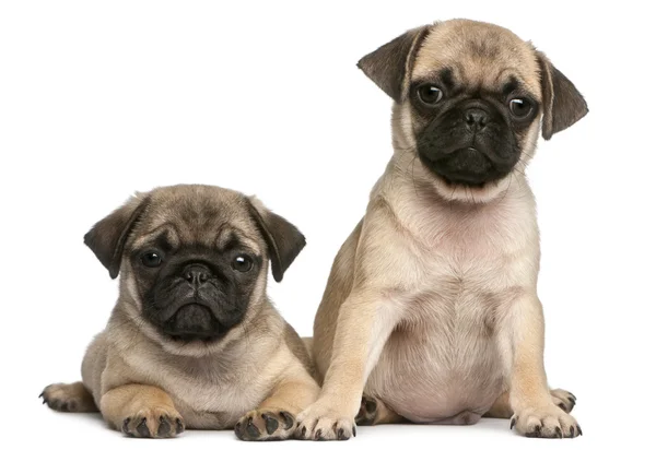 Two Pug puppies, 8 weeks old, in front of white background Stock Picture