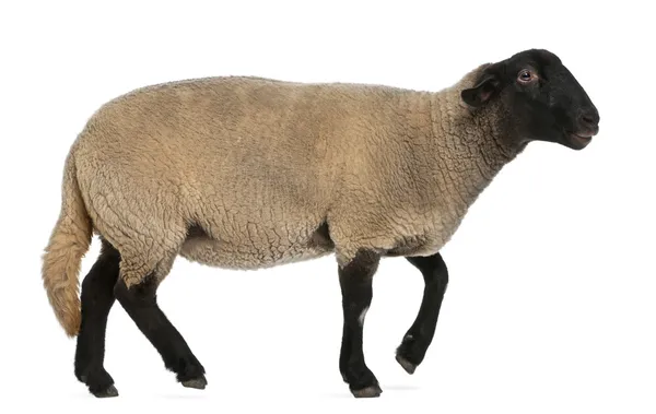 Female Suffolk sheep, Ovis aries, 2 years old, standing in front of white background Royalty Free Stock Photos