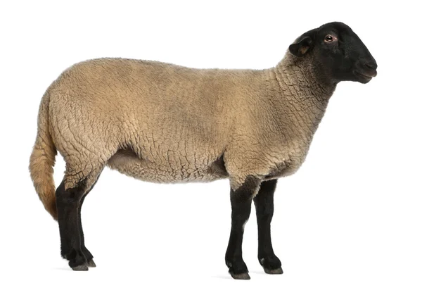 Female Suffolk sheep, Ovis aries, 2 years old, standing in front of white background Royalty Free Stock Images
