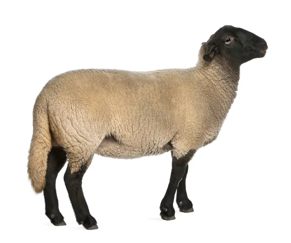 Female Suffolk sheep, Ovis aries, 2 years old, standing in front of white background Stock Picture