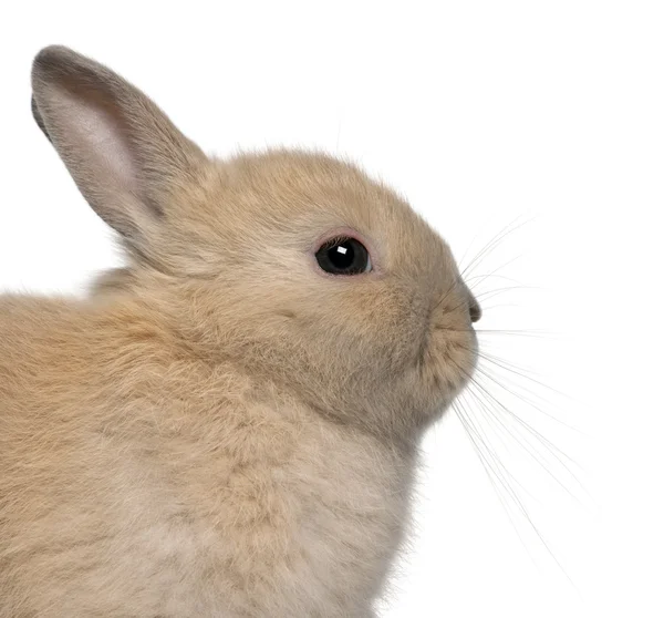 Close-up of young rabbit in front of white background Stock Photo