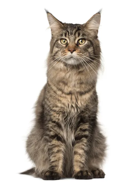 Maine coon Pictures, Maine coon Stock Photos & Images | Depositphotos®