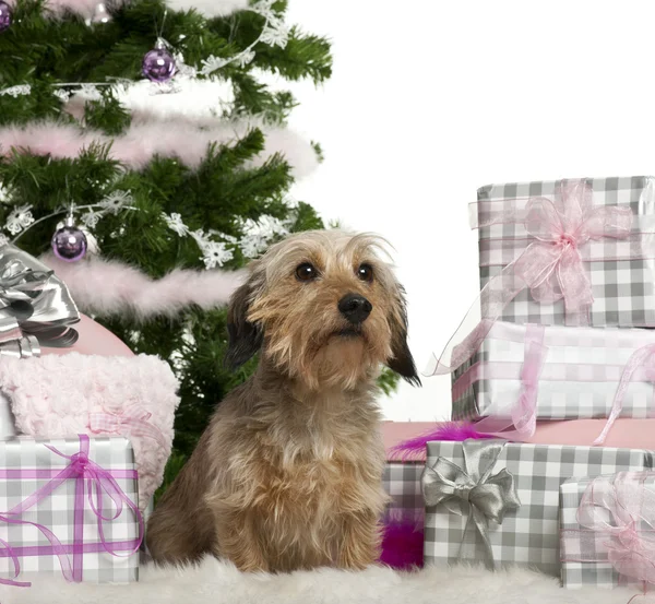 Dachshund, 3 años, sentado con árbol de Navidad y regalos delante de fondo blanco Imagen De Stock