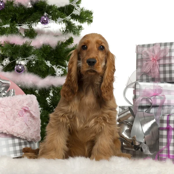 Inglés Cocker Spaniel cachorro, 5 meses de edad, sentado con árbol de Navidad y regalos en frente de fondo blanco Fotos De Stock