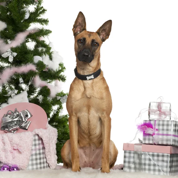 Belgischer Schäferhund malinois, 1 Jahr alt, mit Weihnachtsbaum und Geschenken vor weißem Hintergrund Stockbild