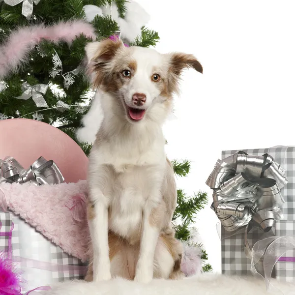 Cachorro pastor australiano miniatura, 1 año de edad, con árbol de Navidad y regalos en frente de fondo blanco Fotos De Stock
