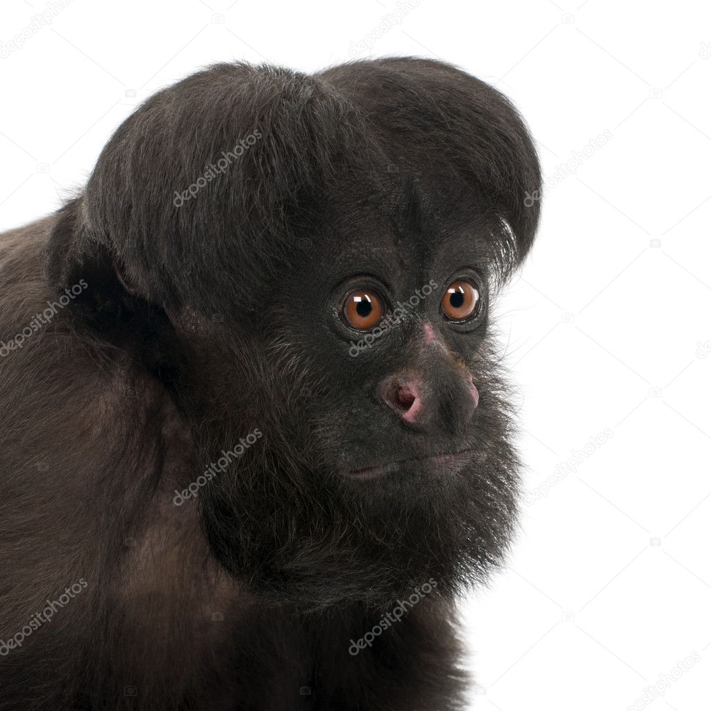 Close-up of Black Bearded Saki, Chiropotes satanas, 6 years old, in front of white background