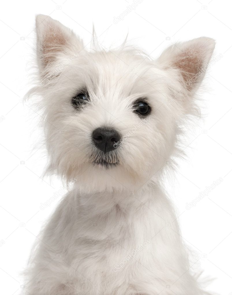 Close-up of West Highland Terrier puppy, 7 weeks old, in front of white background