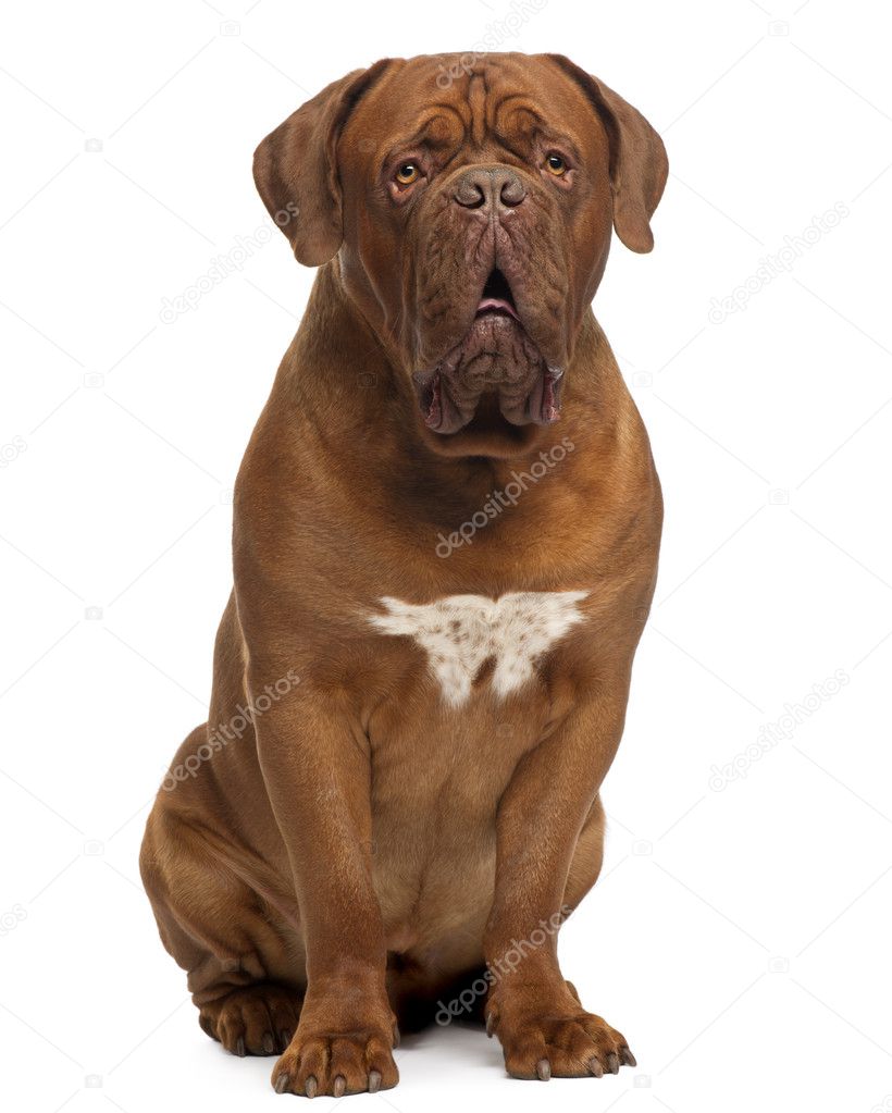 Dogue de Bordeaux, 20 months old, sitting in front of white background