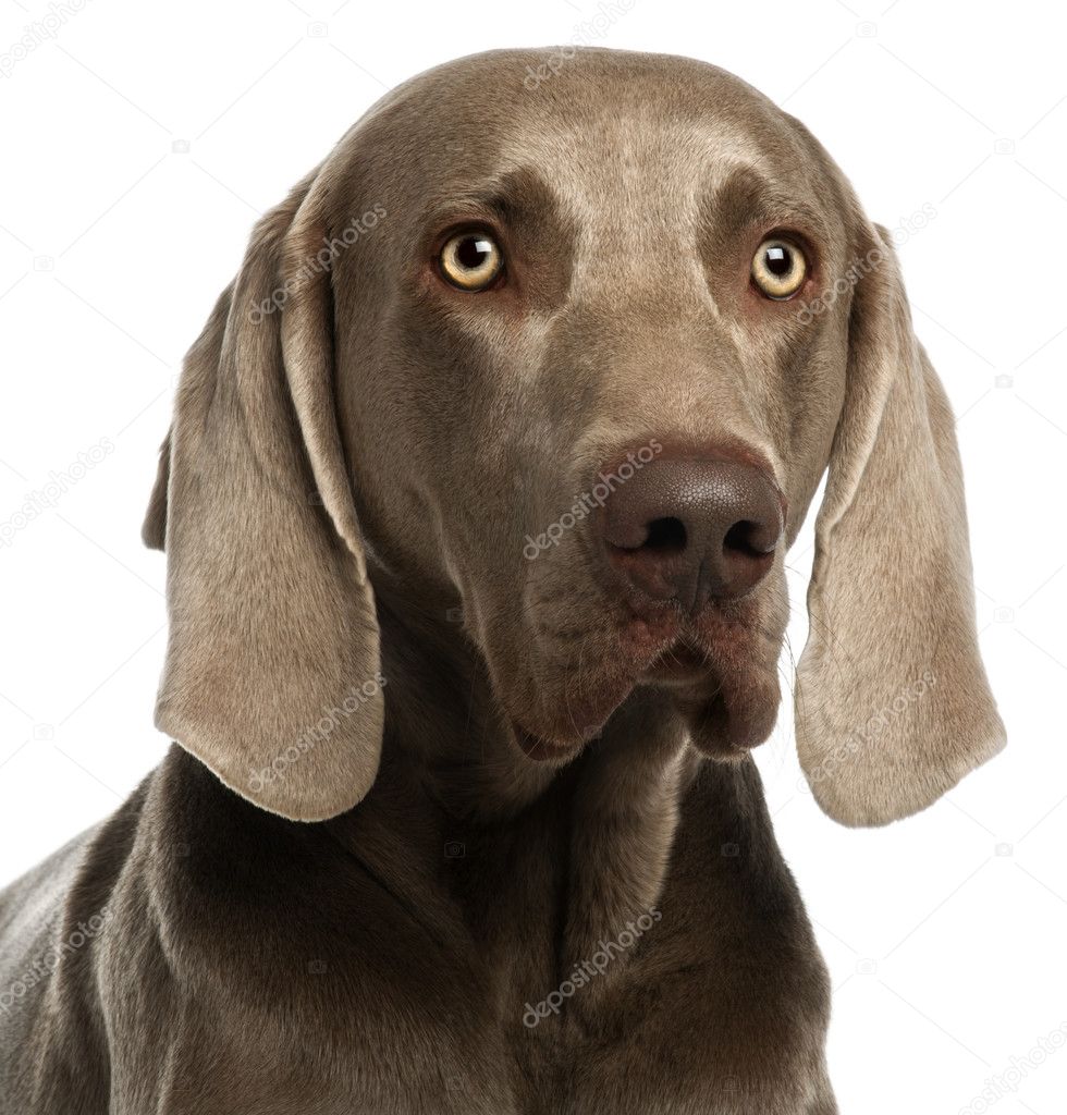 Close-up of a Weimaraner, 3 years old, in front of white background
