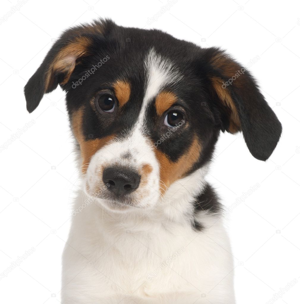 Close-up of Mixed-breed puppy, 2 and a half months old, in front of white background