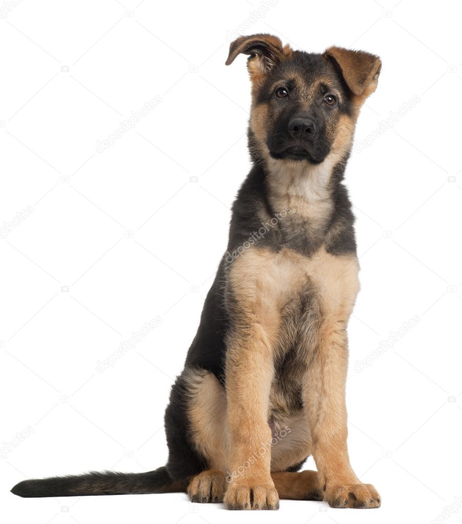 German Shepherd puppy, 3 months old, standing in front of white background