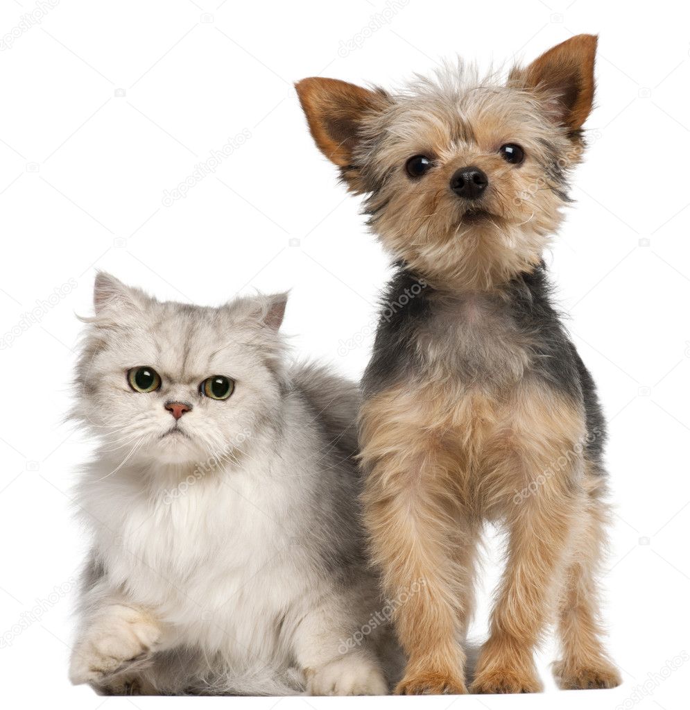 Yorkshire Terrier, 3 years old, and a Persian cat in front of white background