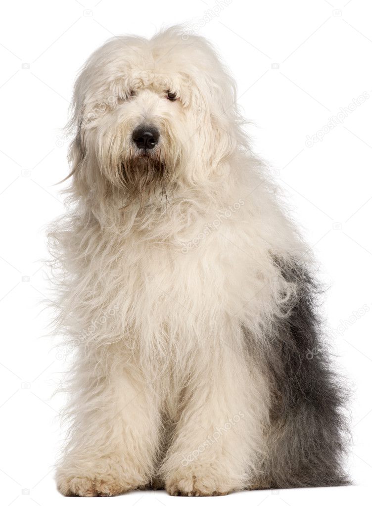 Old English Sheepdog, 2 and a half years old, sitting in front of white background