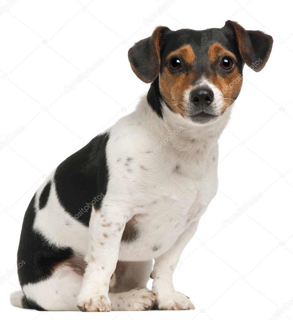 Jack Russell Terrier, 2 and a half years old, sitting in front of white background