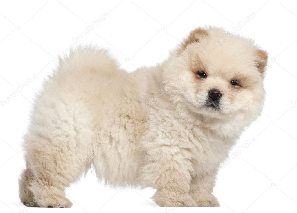 Chow chow puppy, 11 weeks old, standing in front of white background