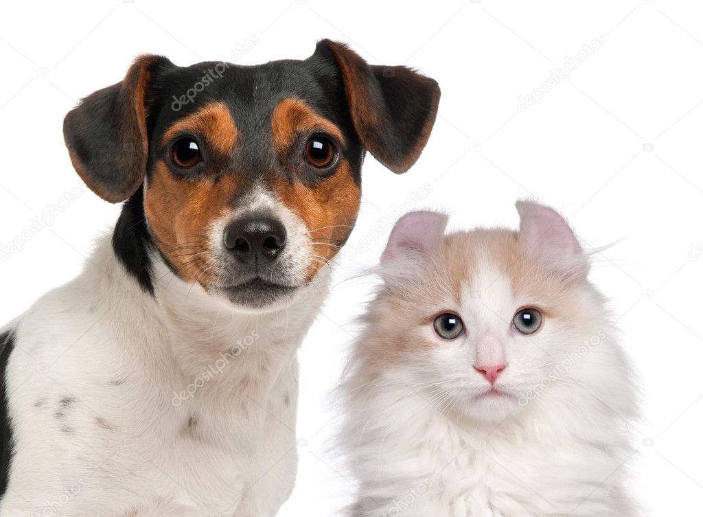 Jack Russell Terrier, 2 and a half years old and a American Curl kitten, 3 months old, in front of white background