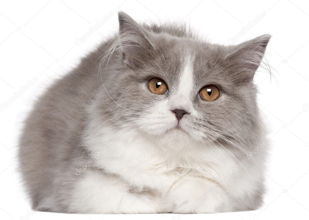 British Longhair cat, 6 months old, lying in front of white background