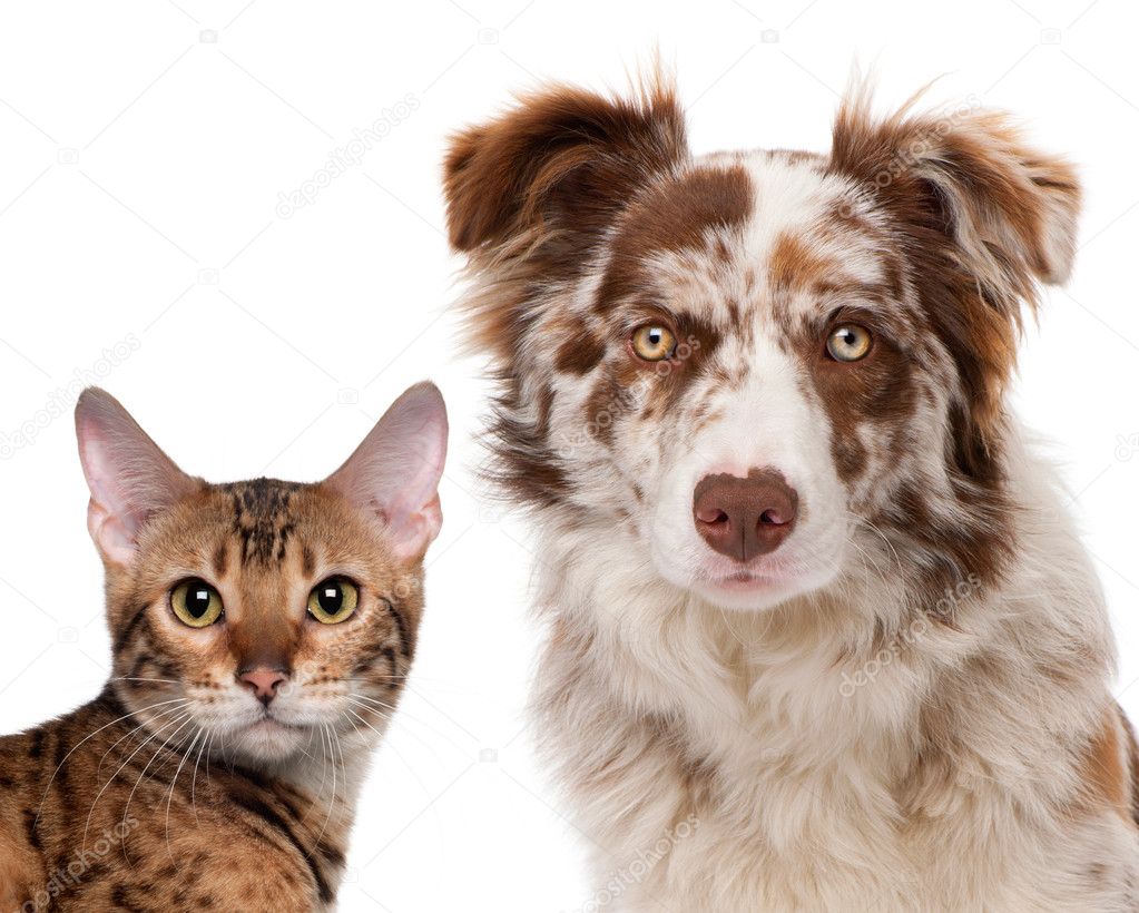 Red Merle Border Collie, 6 months old and a Bengal cat, 7 months old, in front of a white background