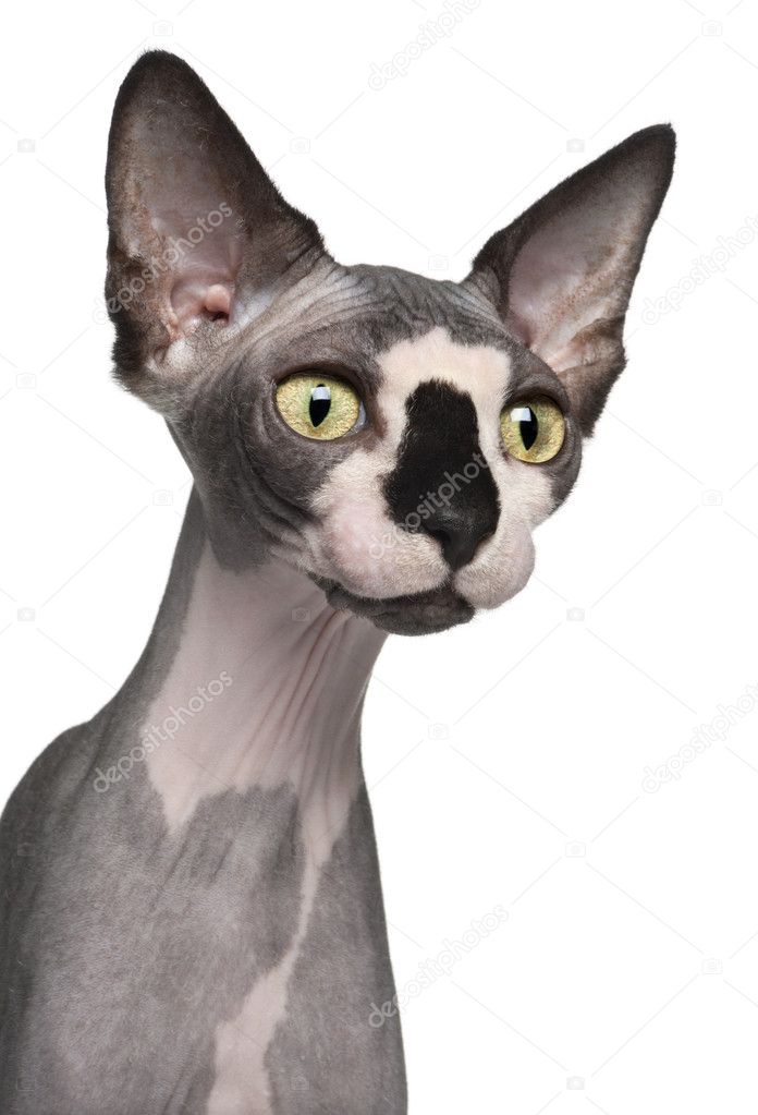 Close-up of Sphynx cat, 8 months old, in front of white background
