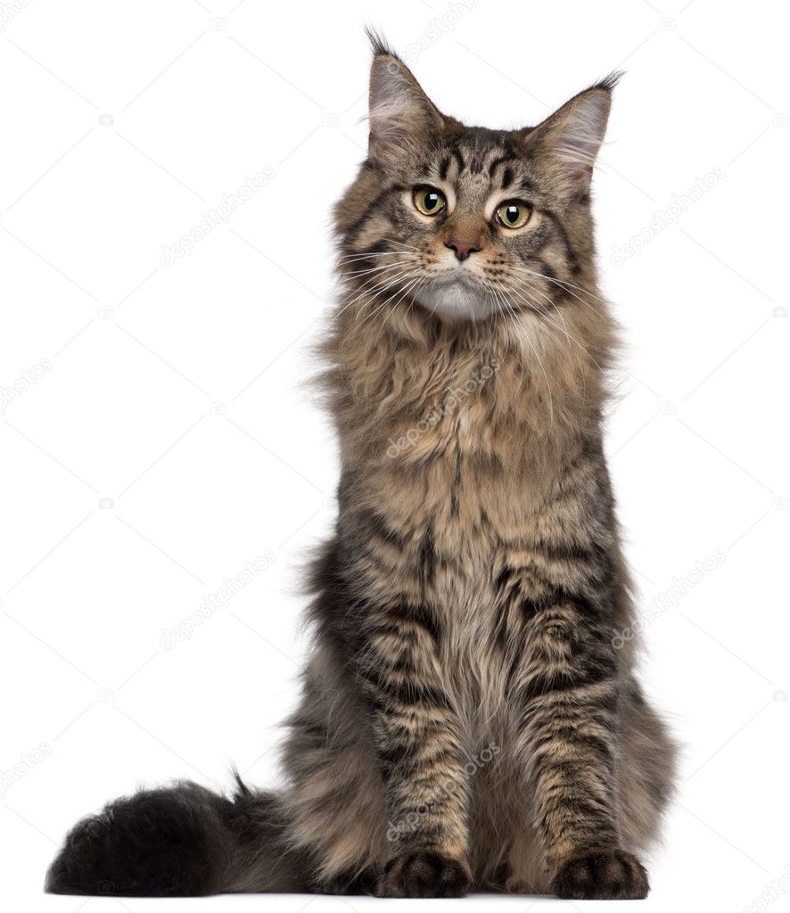 Maine Coon cat, 7 months old, sitting in front of white background
