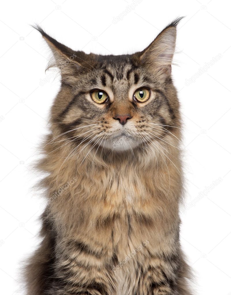 Maine Coon cat, 7 months old, sitting in front of white background