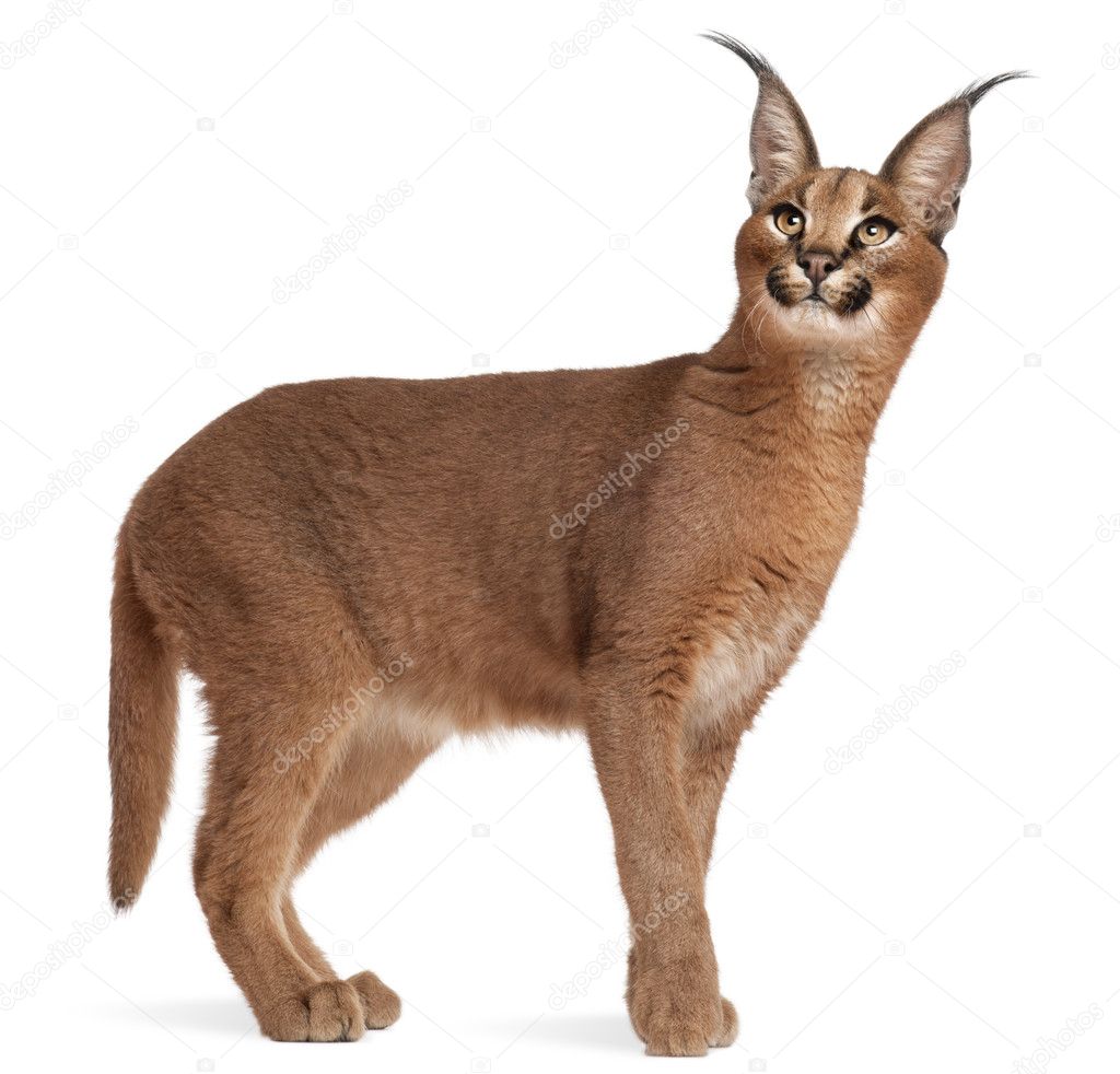 Close-up of Caracal, Caracal caracal, 6 months old, in front of white background