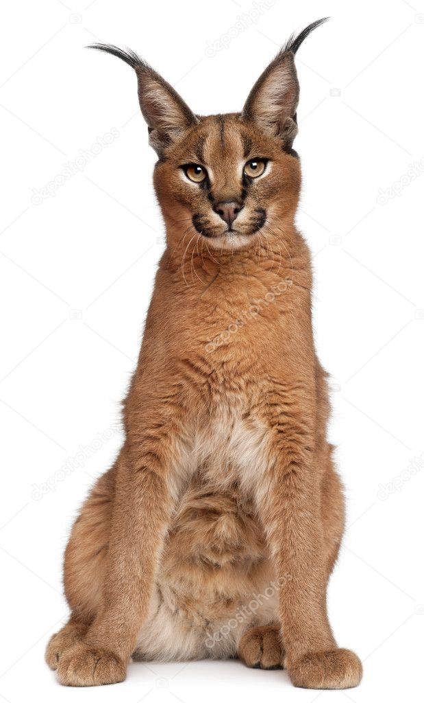 Close-up of Caracal, Caracal caracal, 6 months old, in front of white background