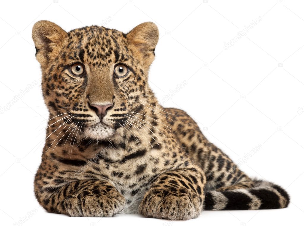 Leopard, Panthera pardus, 6 months old, lying in front of white background