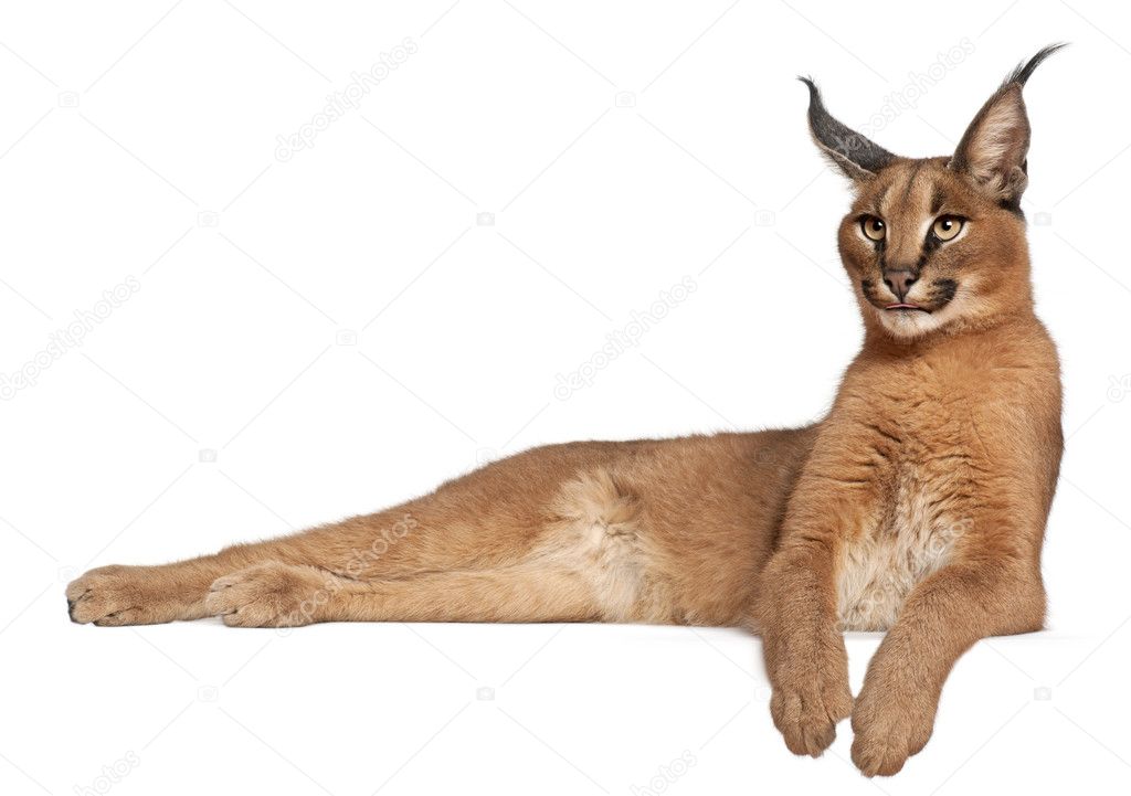 Caracal, Caracal caracal, 6 months old, lying in front of white background