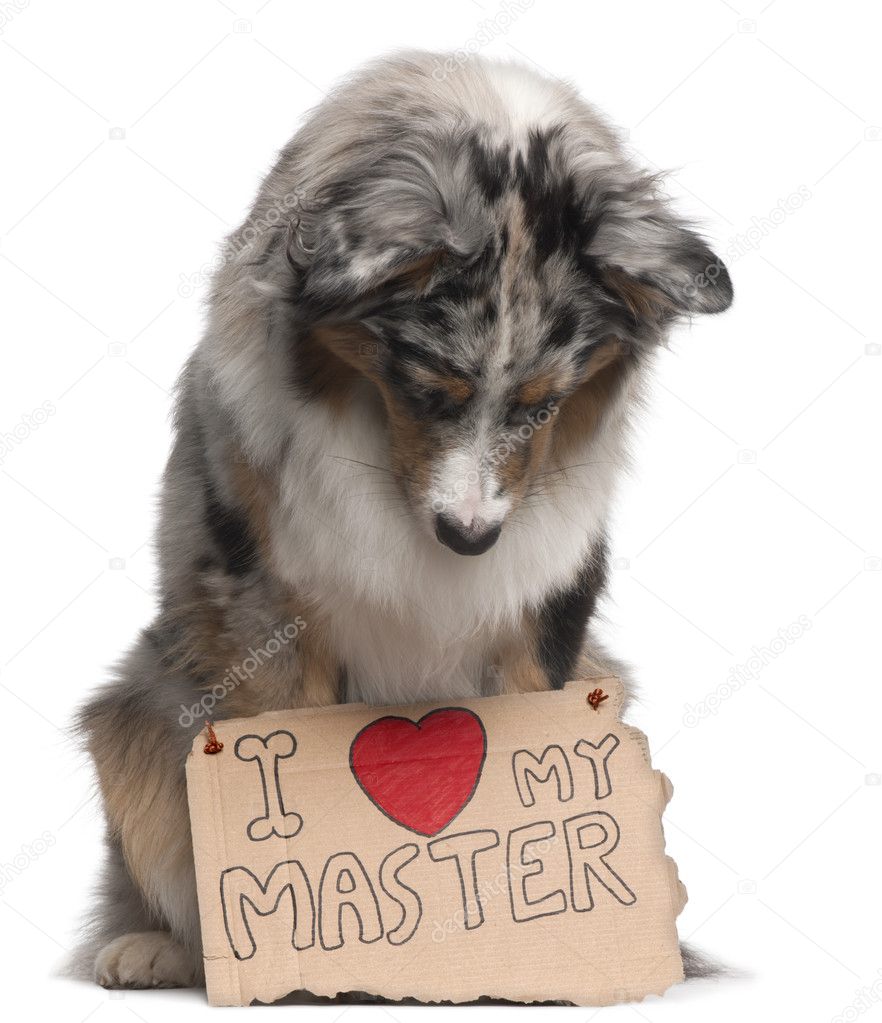 Australian Shepherd dog, 10 months old, sitting in front of white background looking at sign