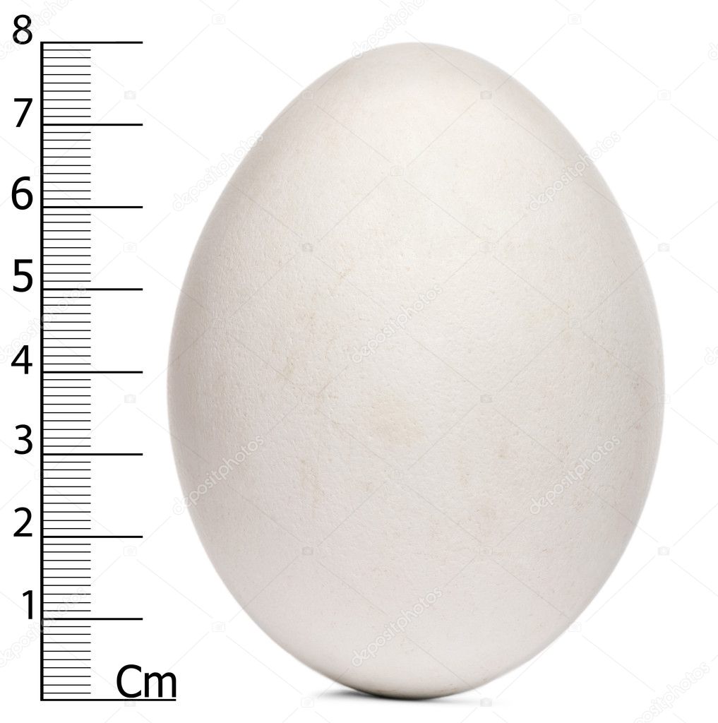 Egg of Griffon Vulture with measurements, Gyps fulvus, in front of white background