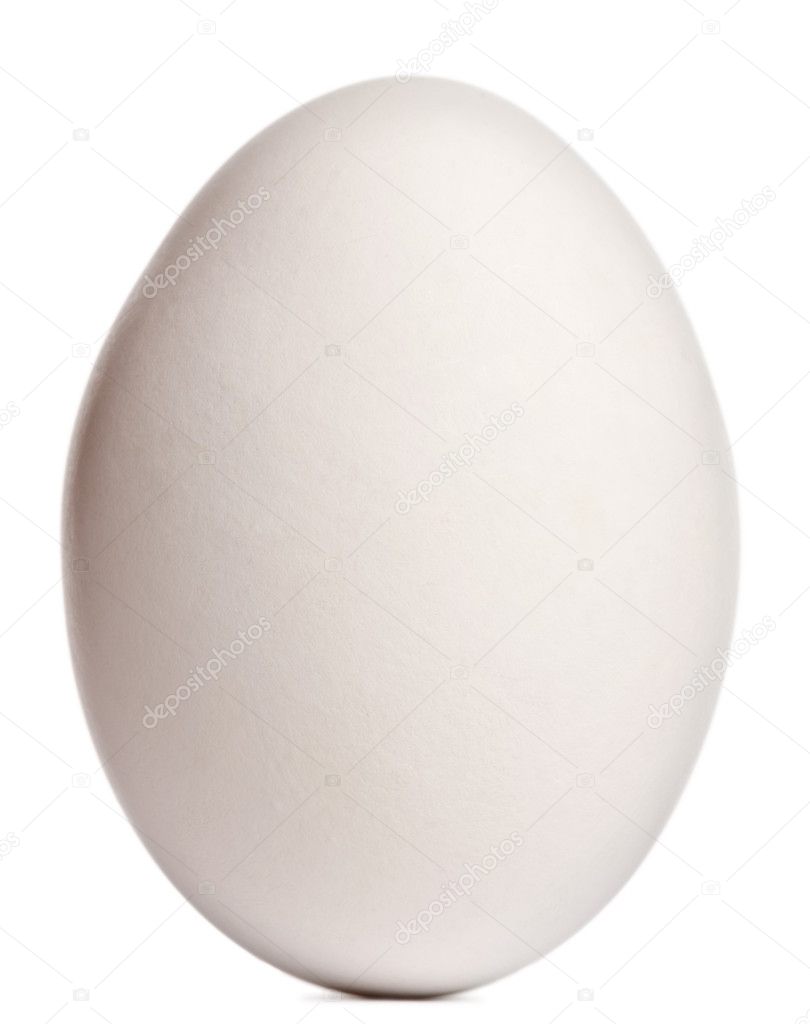 Cape Barren Goose egg, Cereopsis novaehollandiae, in front of white background
