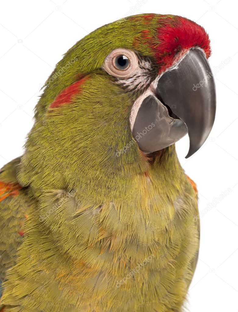 Red-fronted Macaw, Ara rubrogenys, 6 months old,