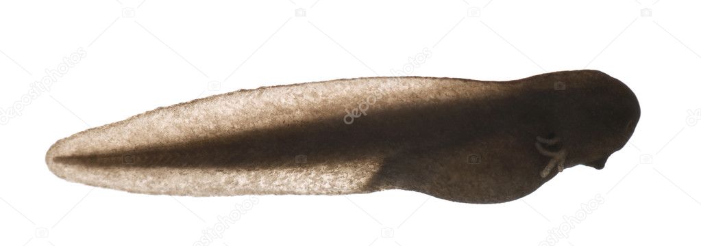 Common Frog, Rana temporaria tadpole with external gills, 3 days after hatching, in front of white background