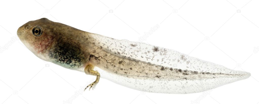 Common Frog, Rana temporaria tadpole with hind legs, 8 weeks after  hatching, in front of white background — Stock Photo © lifeonwhite #10900970